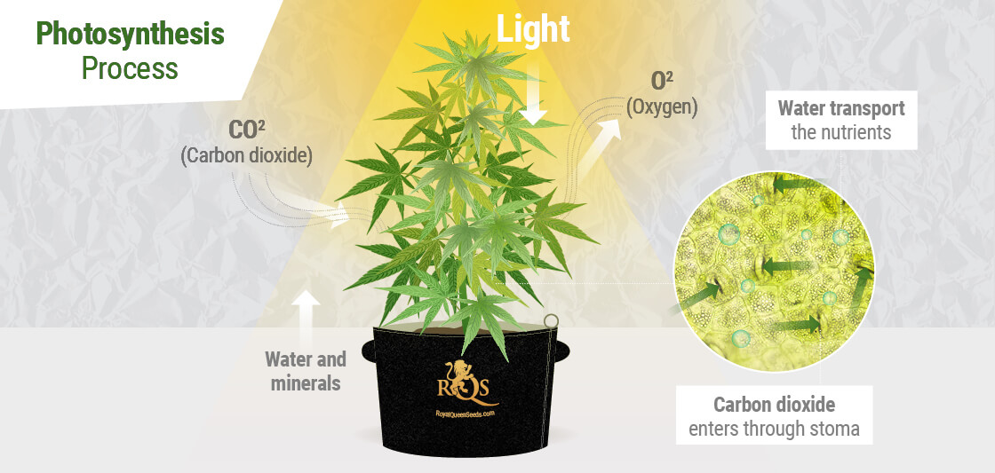 Photosynthesis, The Process That Makes Cannabis Grow RQS
